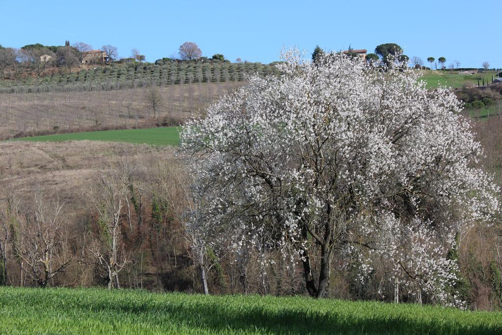 Fattoria Di Rigone Villa Coltavolino Exterior photo